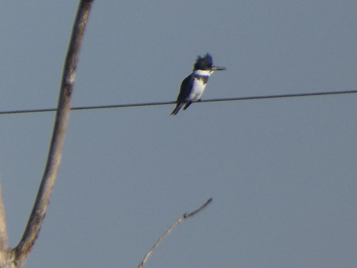 Belted Kingfisher - ML513630251