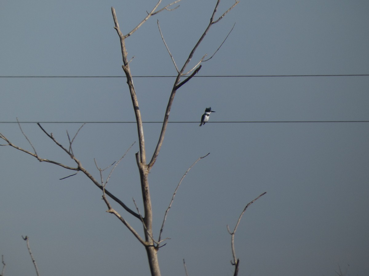 Belted Kingfisher - ML513630281