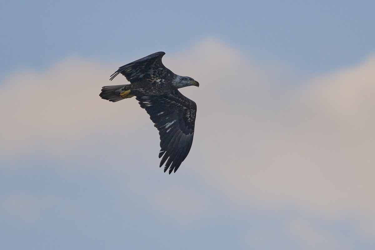 Bald Eagle - Doug Hart