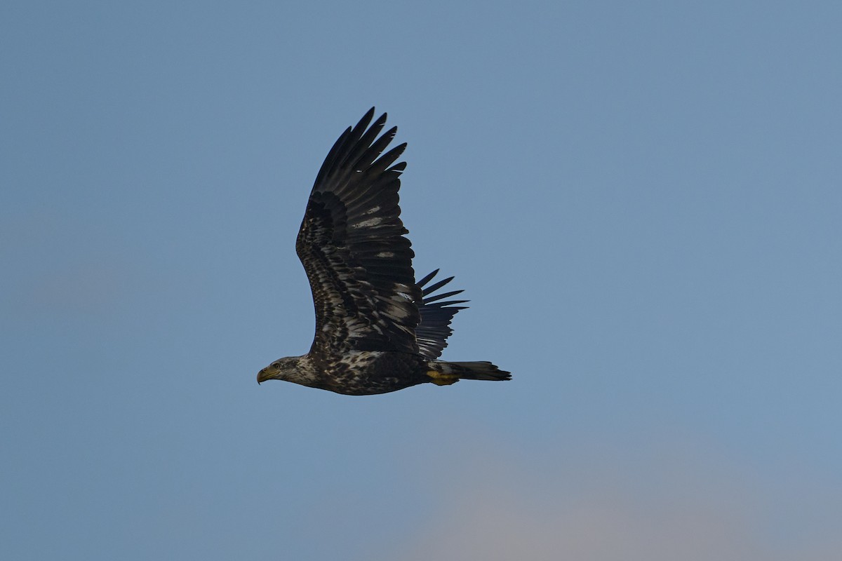 Bald Eagle - ML513630521