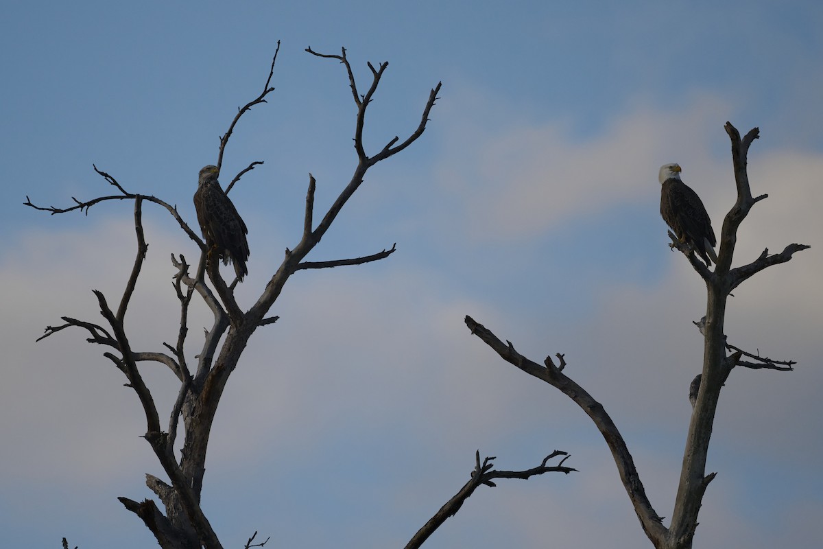 Bald Eagle - ML513630531