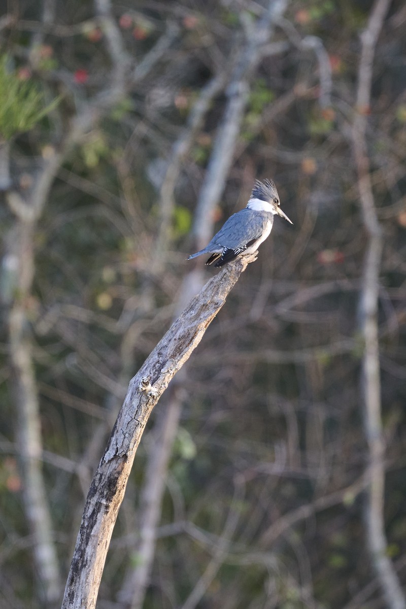 Belted Kingfisher - Doug Hart