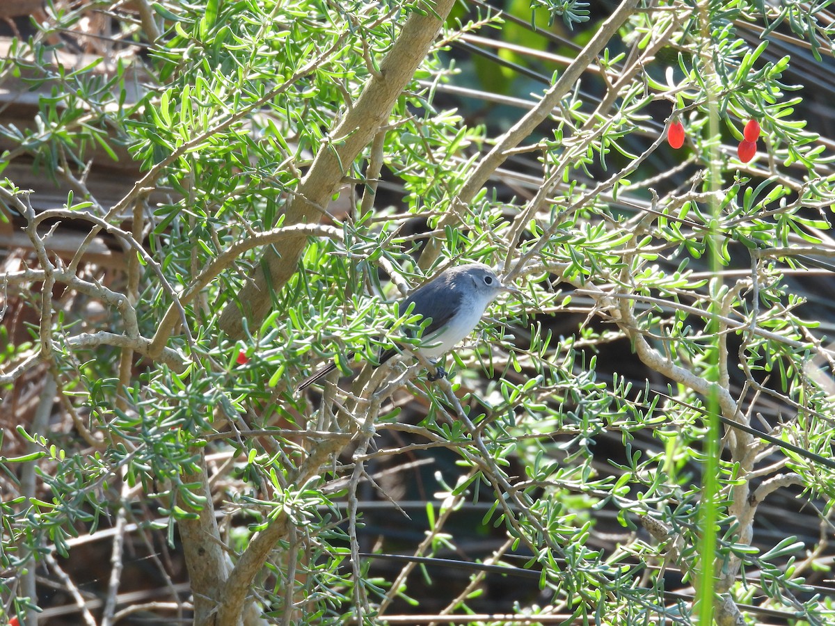 Blue-gray Gnatcatcher - ML513630661