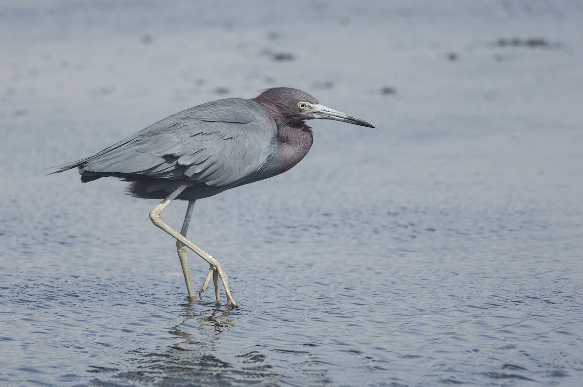 Little Blue Heron - Etienne Artigau🦩