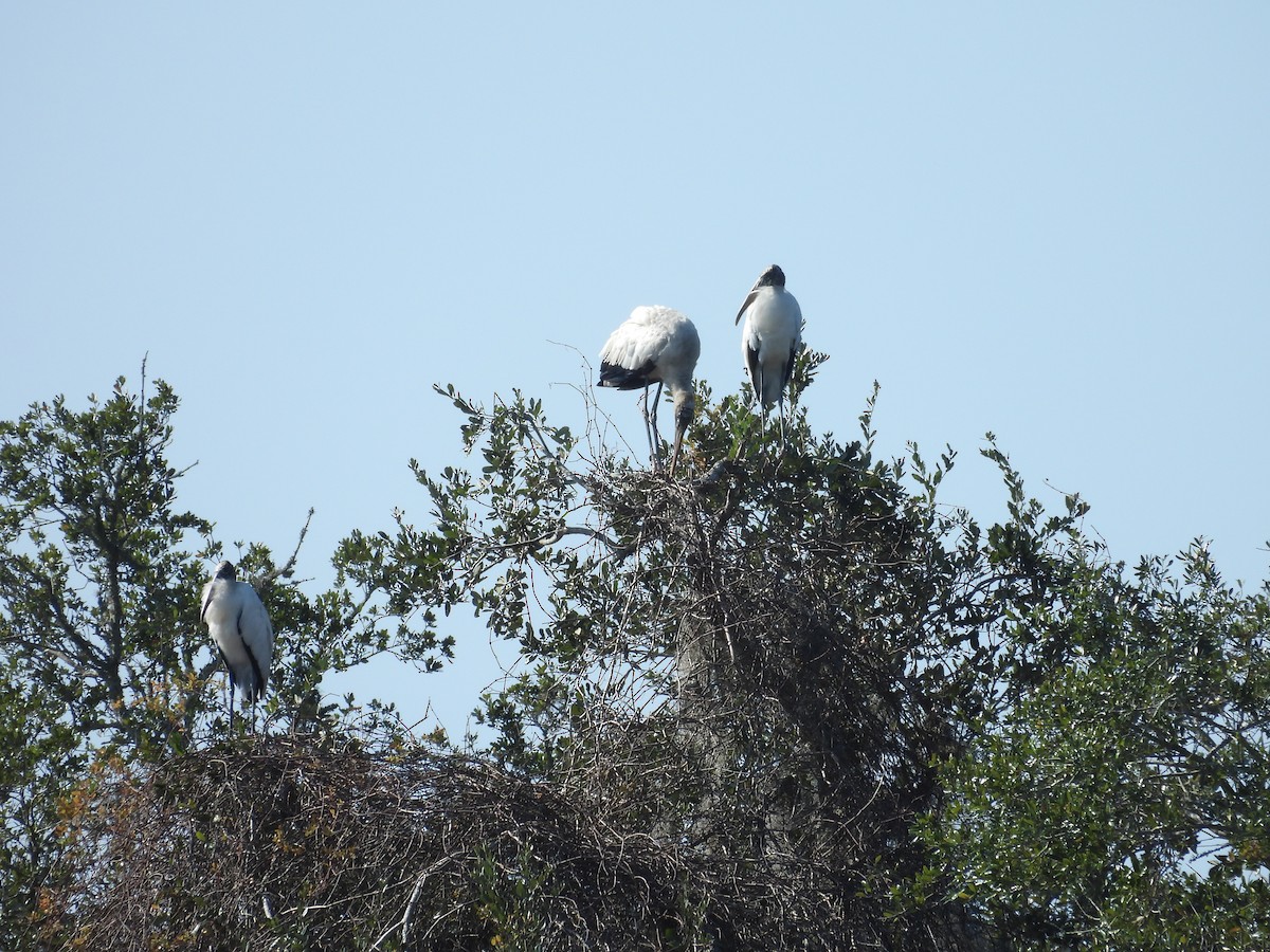 Wood Stork - ML513631121