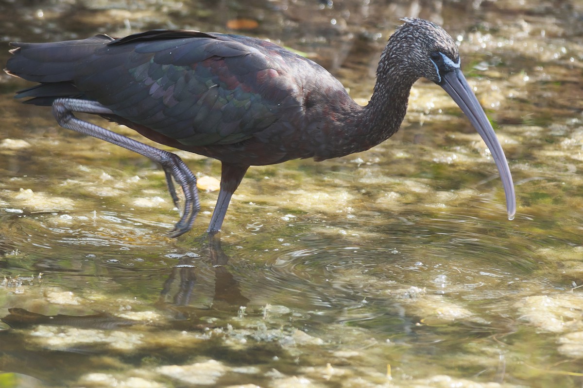 ibis hnědý - ML51363121
