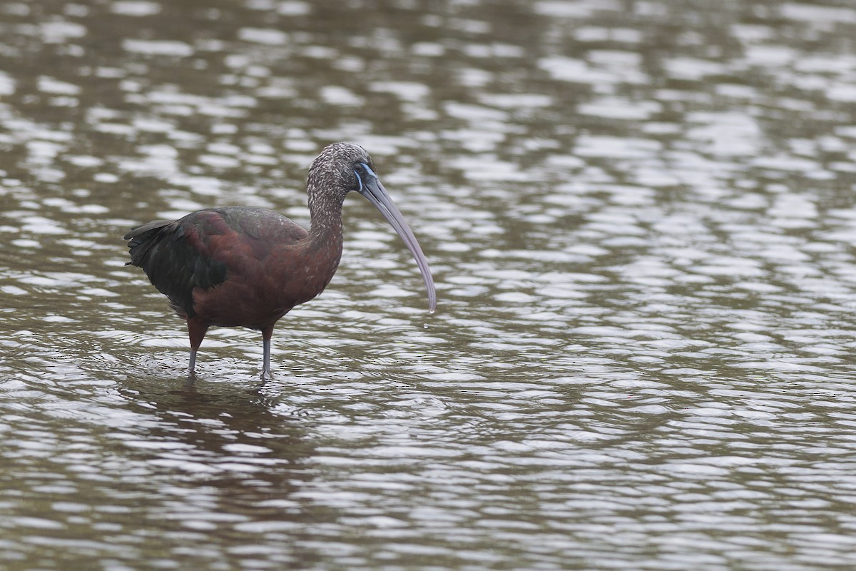 ibis hnědý - ML51363131