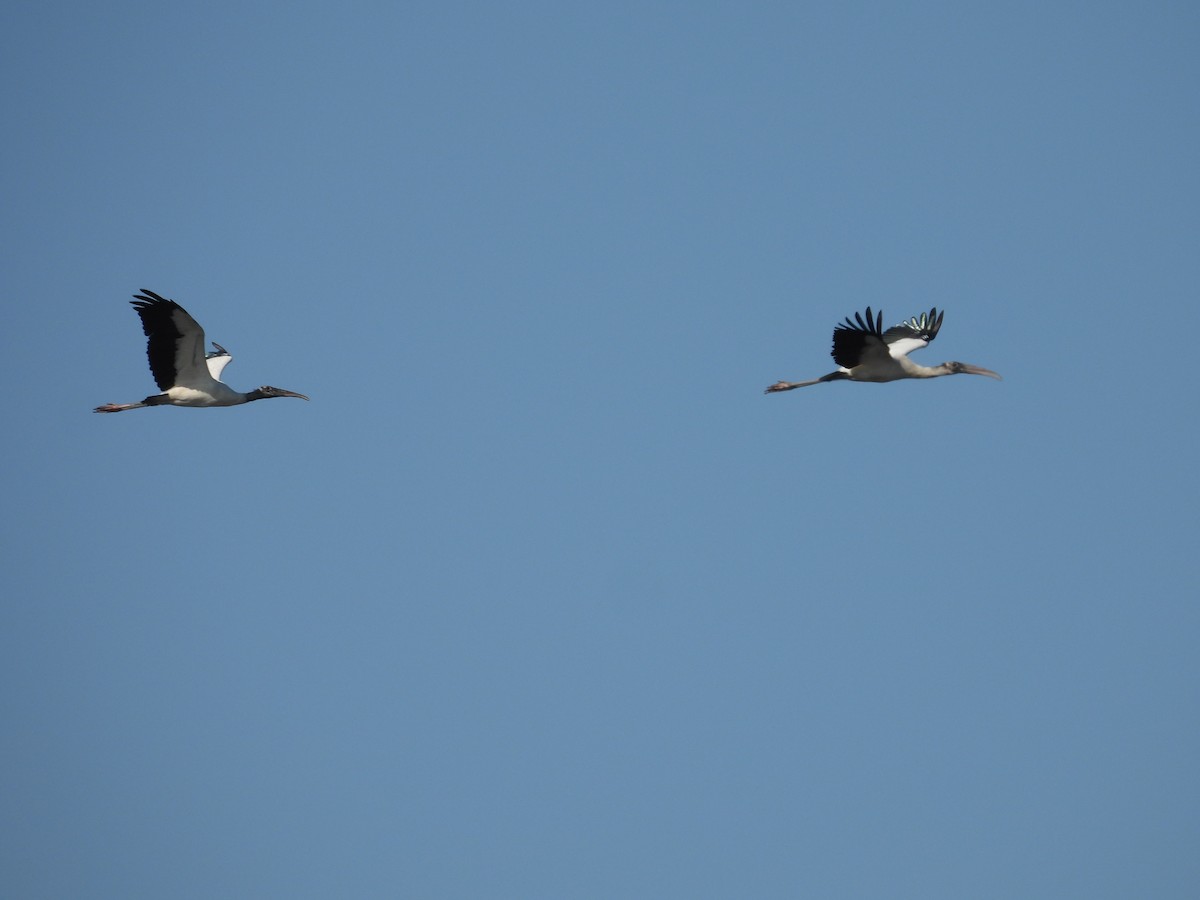 Wood Stork - ML513631821