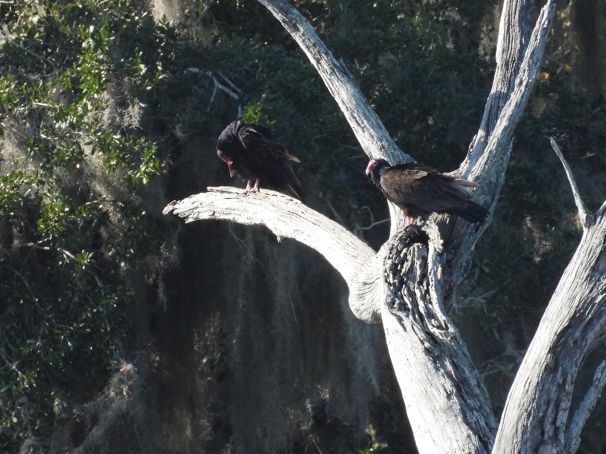 Turkey Vulture - ML513632251