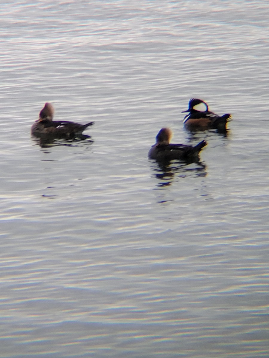 Hooded Merganser - ML513633271