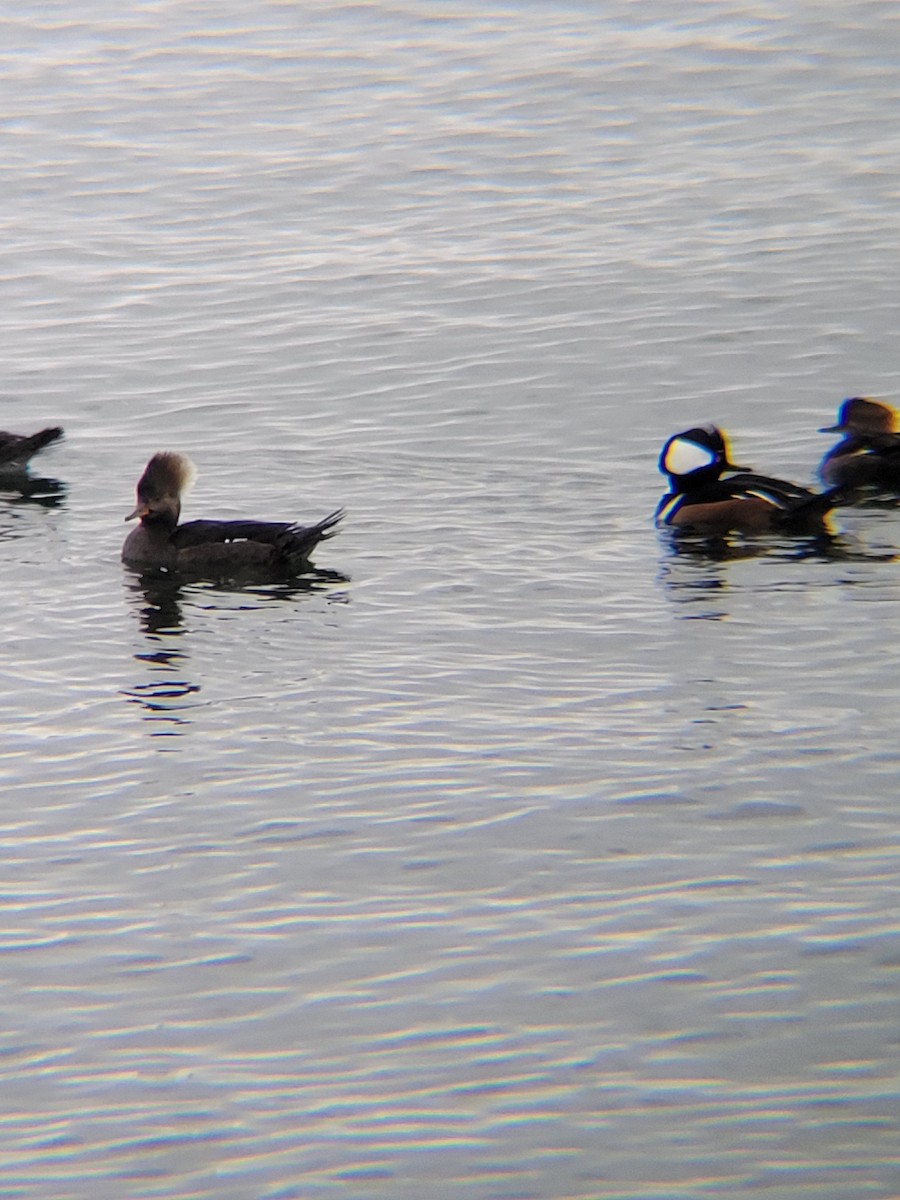 Hooded Merganser - ML513633281