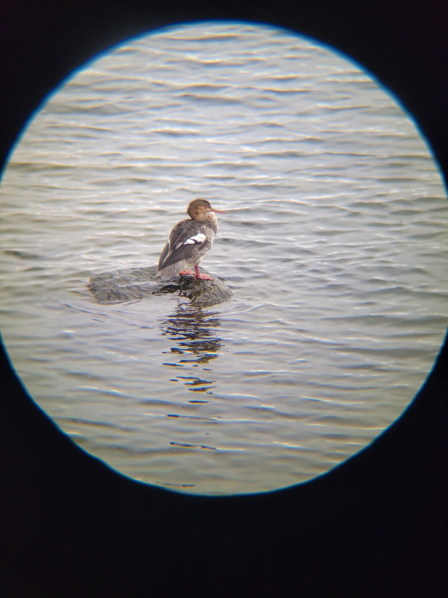 Red-breasted Merganser - ML513633451