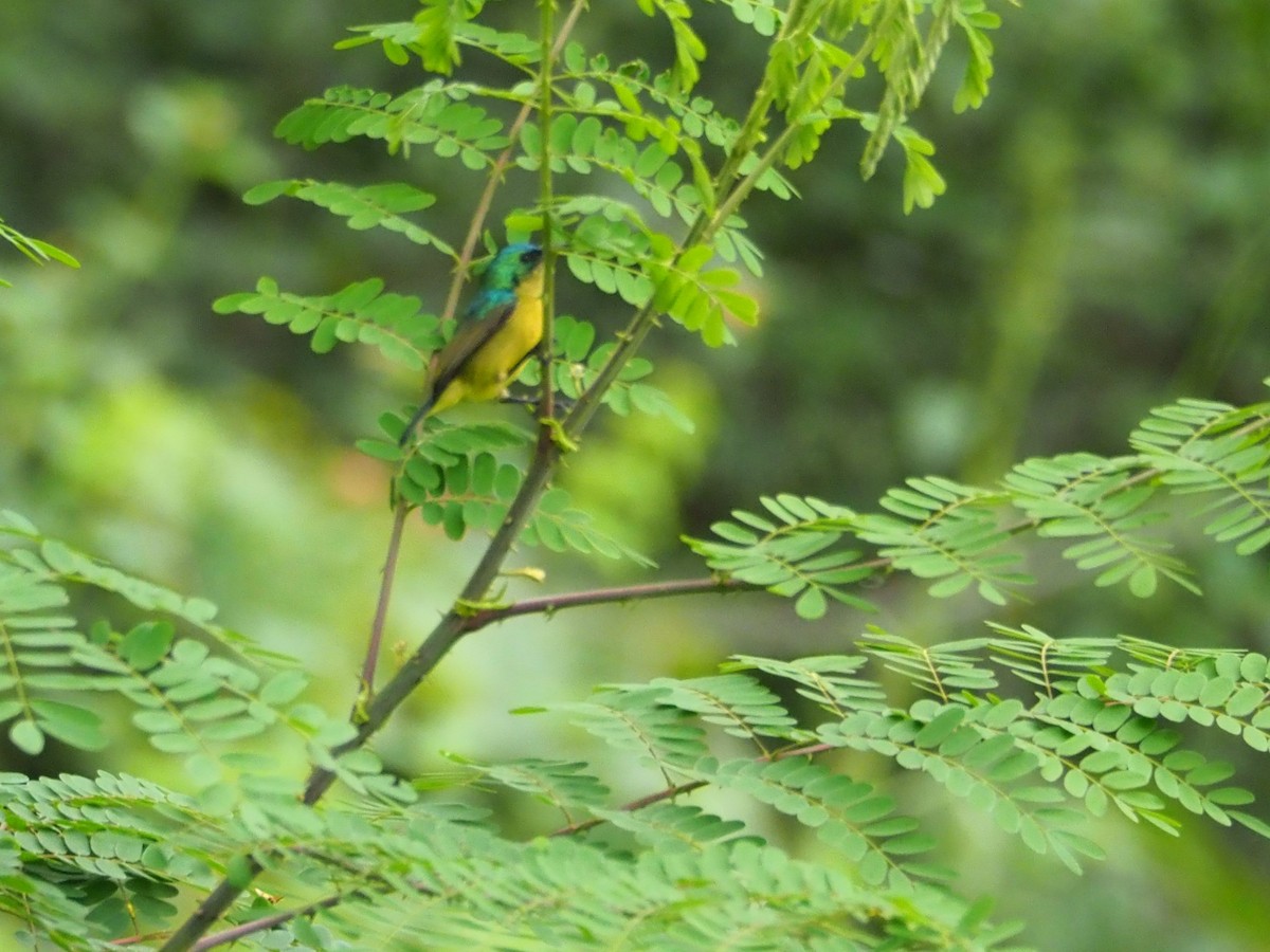 Collared Sunbird - ML513634881