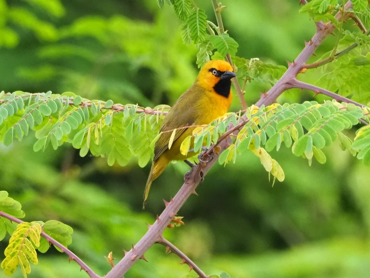 Spectacled Weaver - ML513635151