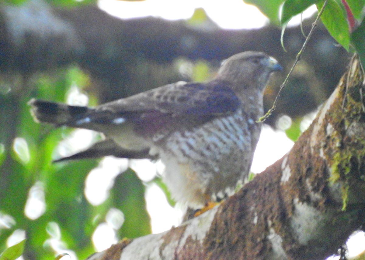 Broad-winged Hawk - ML51363581