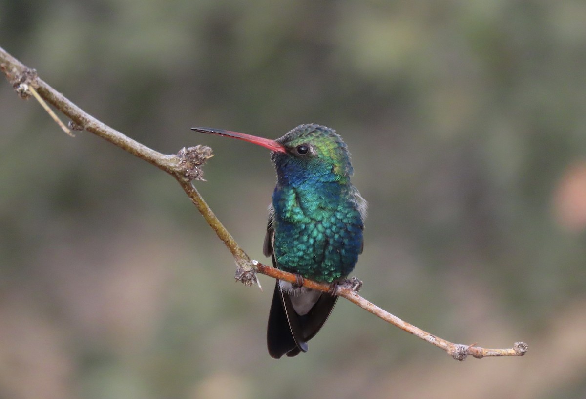 Colibrí Piquiancho Común - ML513636241