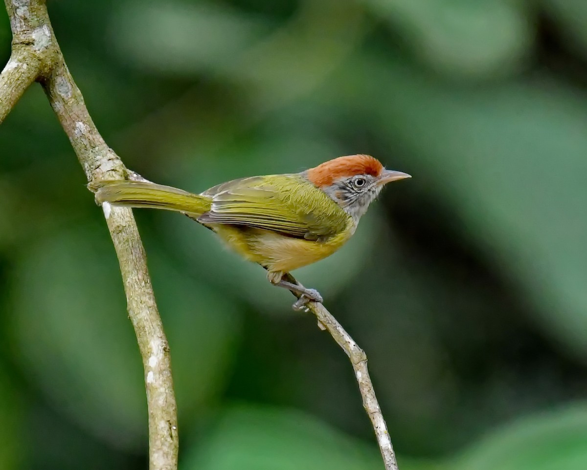 ML513638191 - Gray-eyed Greenlet - Macaulay Library