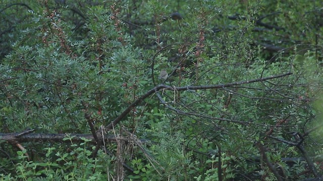 Lesser Whitethroat - ML513638211