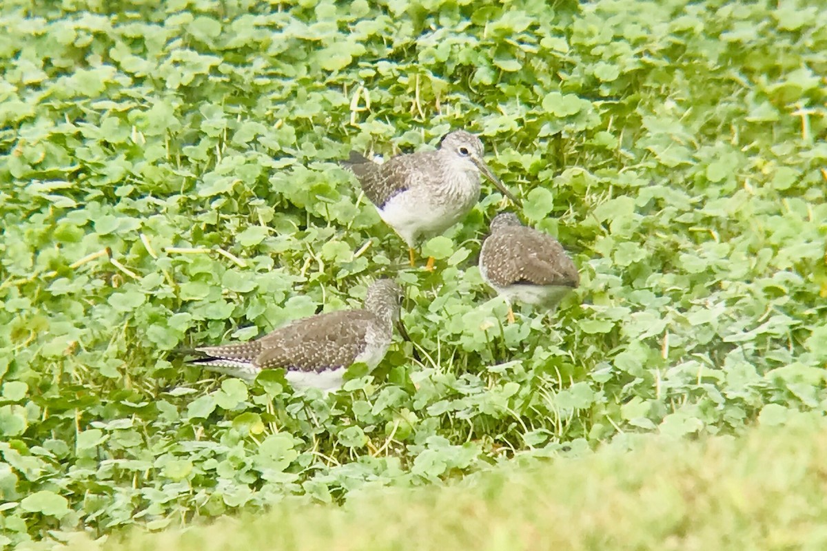 Greater Yellowlegs - ML513638451