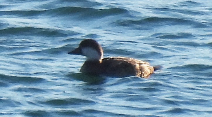 Black Scoter - ML513639761