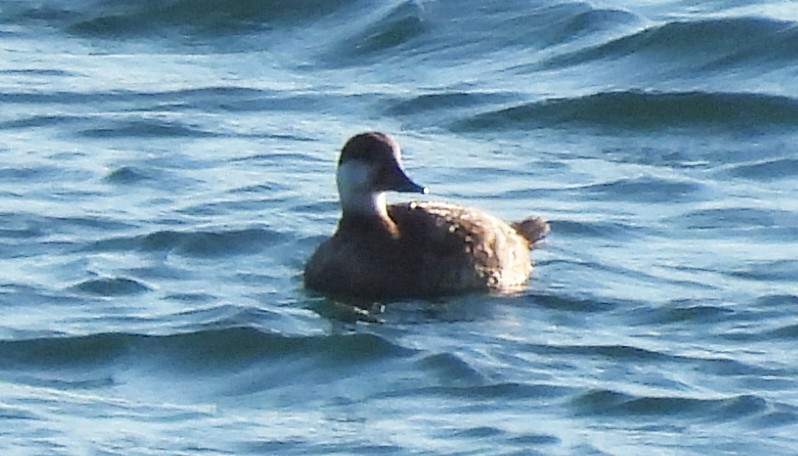 Black Scoter - ML513639851