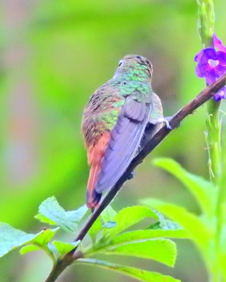 Kızıl Kuyruklu Kolibri - ML51364141