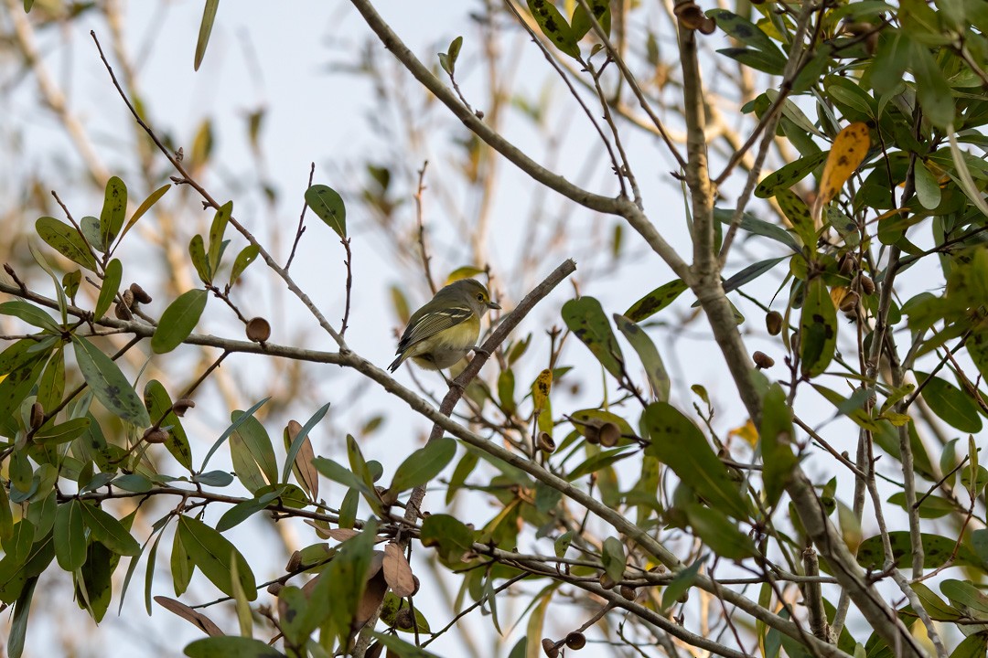 White-eyed Vireo - Lorraine Morecraft