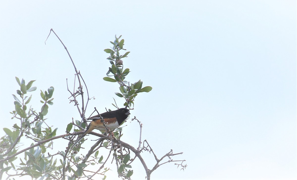 Eastern Towhee - ML513642551