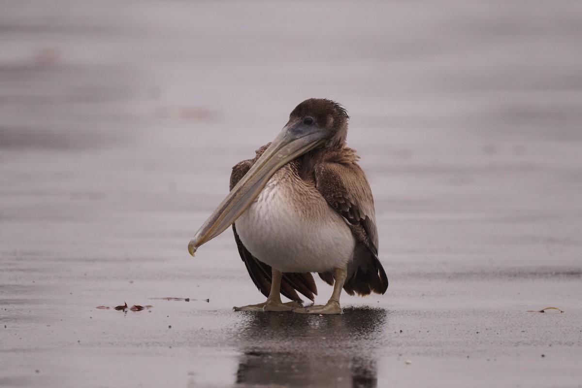 Brown Pelican - ML513643631