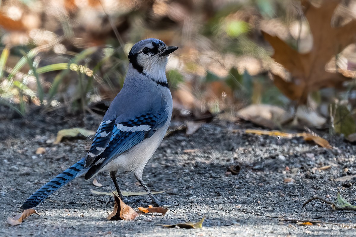 Blauhäher - ML513643781