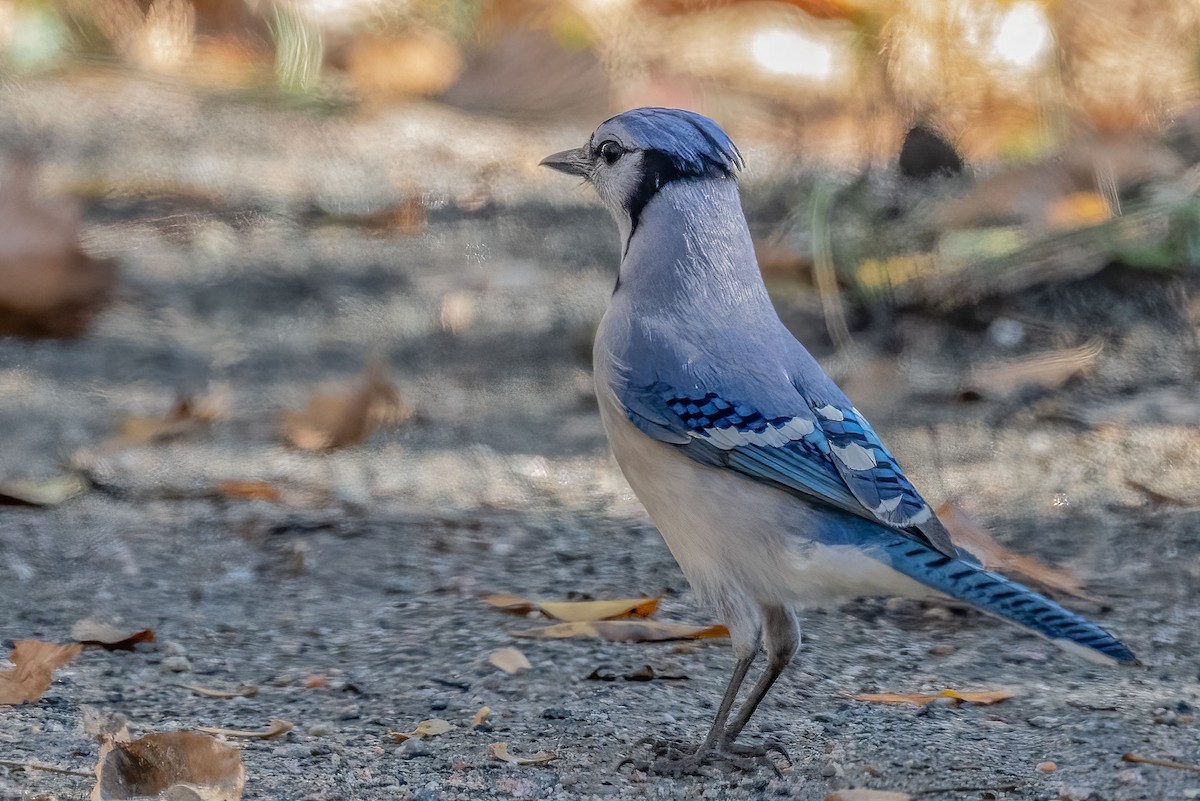 Blue Jay - Bill Wood