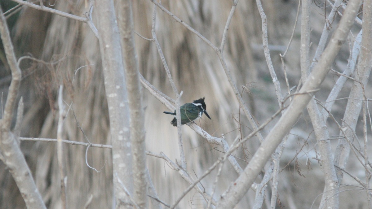 Amazon Kingfisher - ML513645461