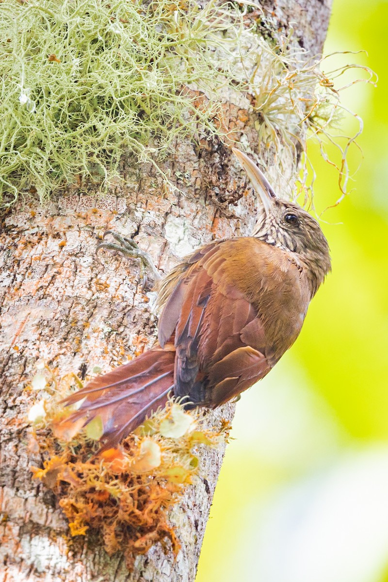 Inambari Woodcreeper - ML513645501