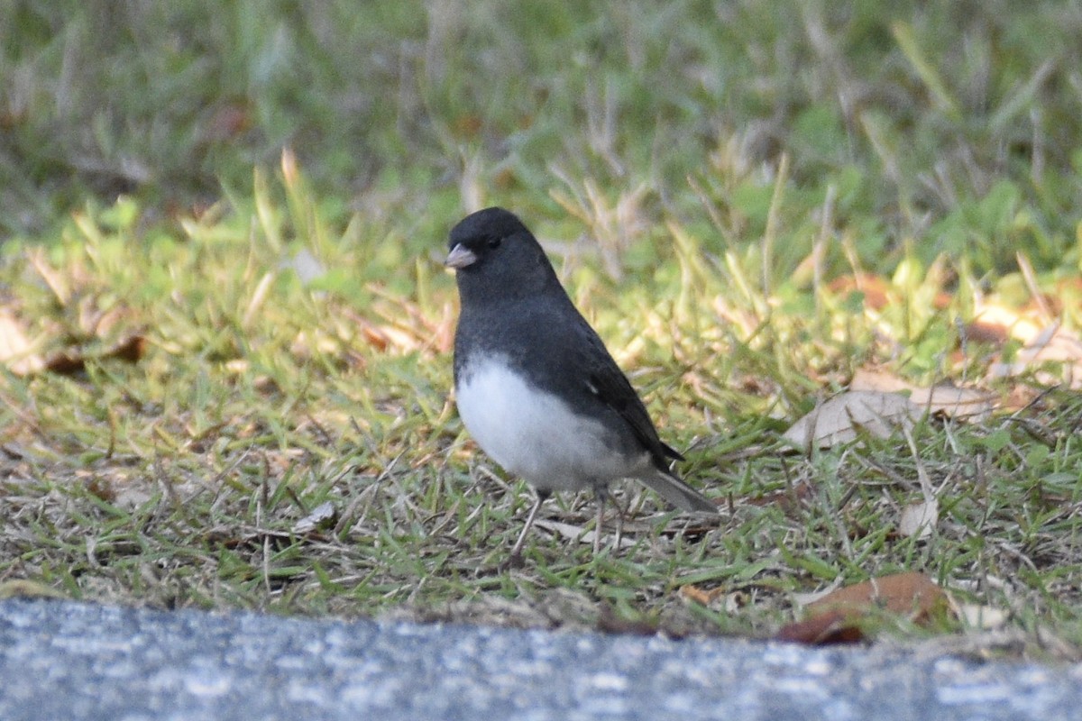 Dark-eyed Junco - ML513645851