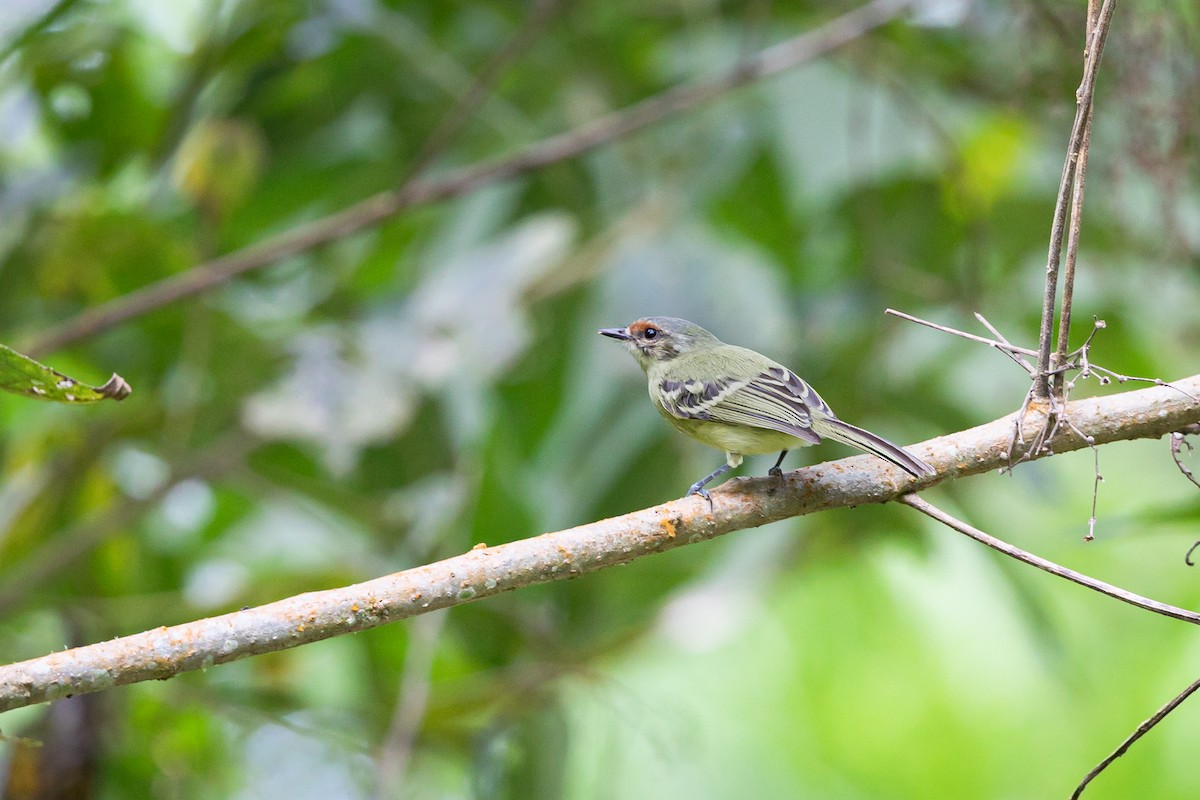 Cinnamon-faced Tyrannulet - ML513645871