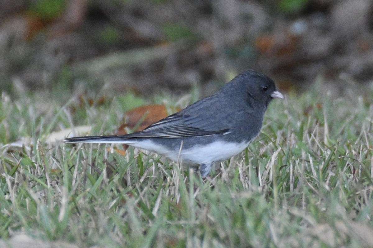 Junco ardoisé - ML513646191