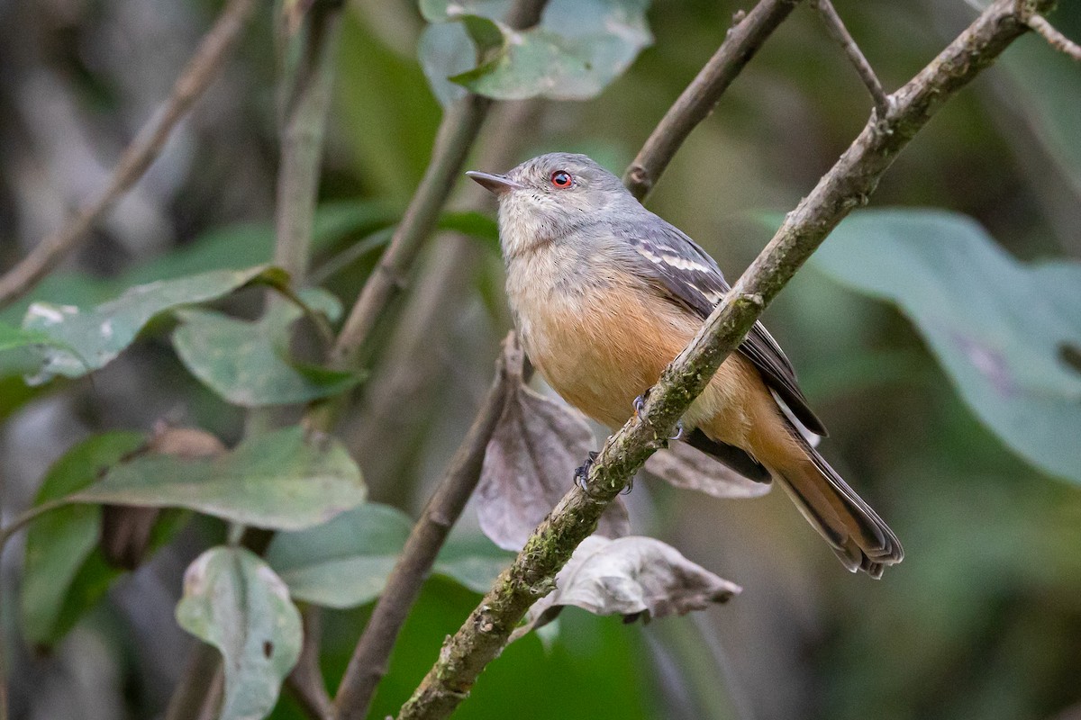 Rufous-tailed Tyrant - Miguel Lezama - Tanager Tours