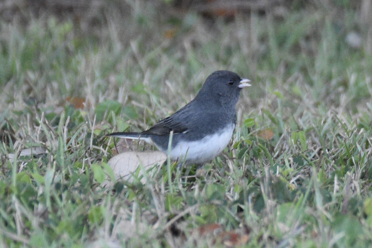 Dark-eyed Junco - ML513646861