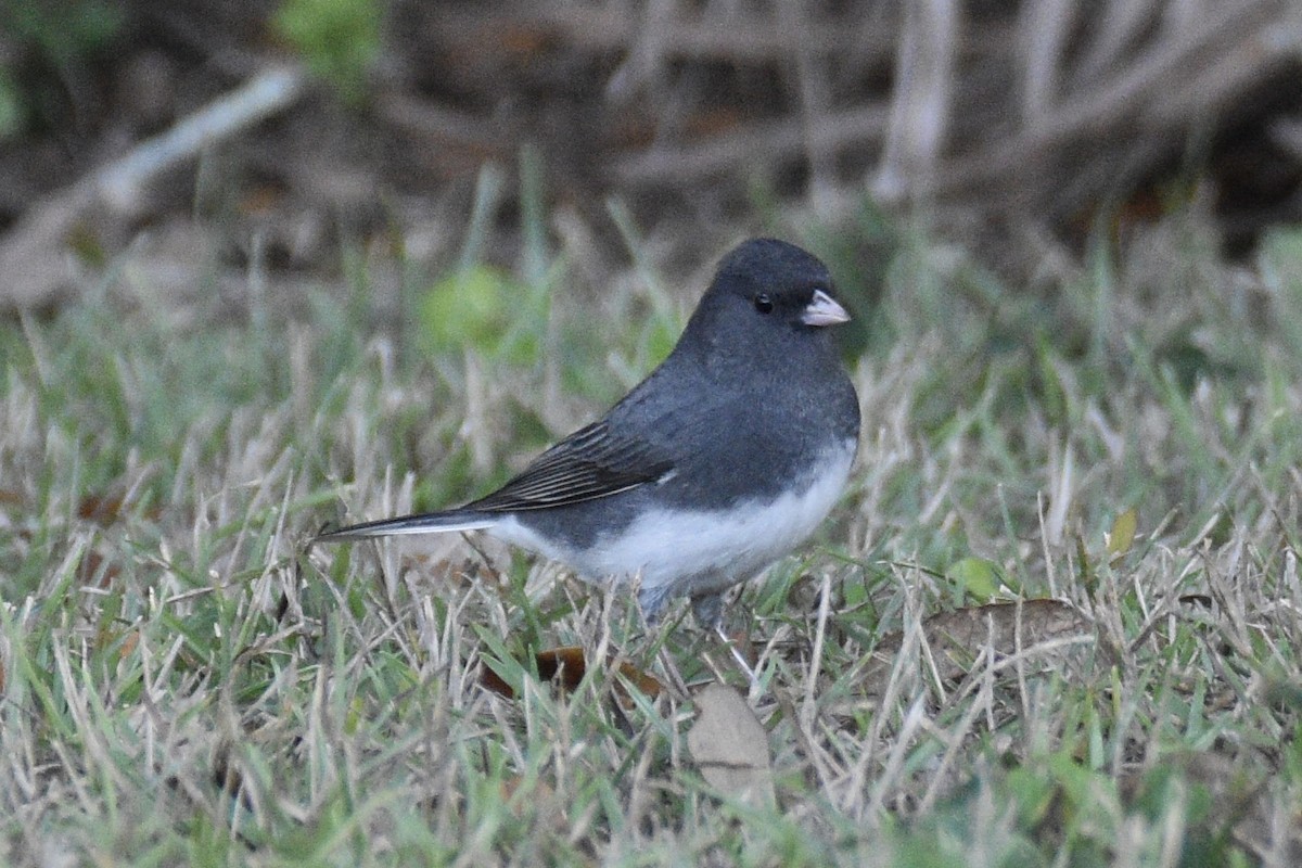 Dark-eyed Junco - ML513646871