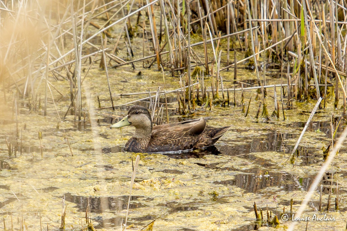 Canard noir - ML513648481
