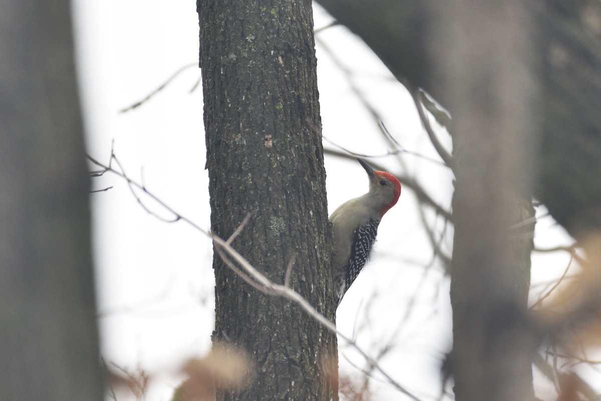 Red-bellied Woodpecker - ML513648571