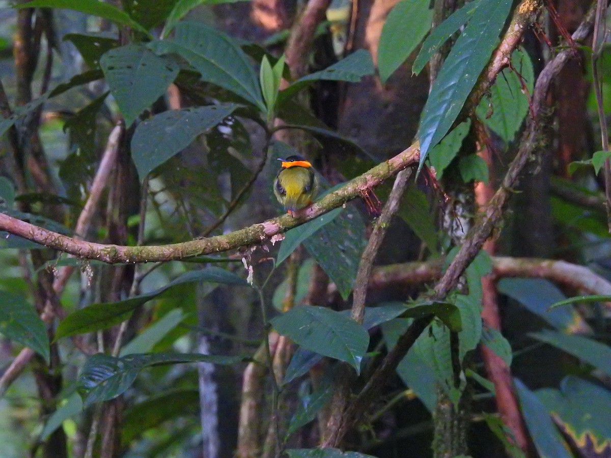 Orange-collared Manakin - ML51364891