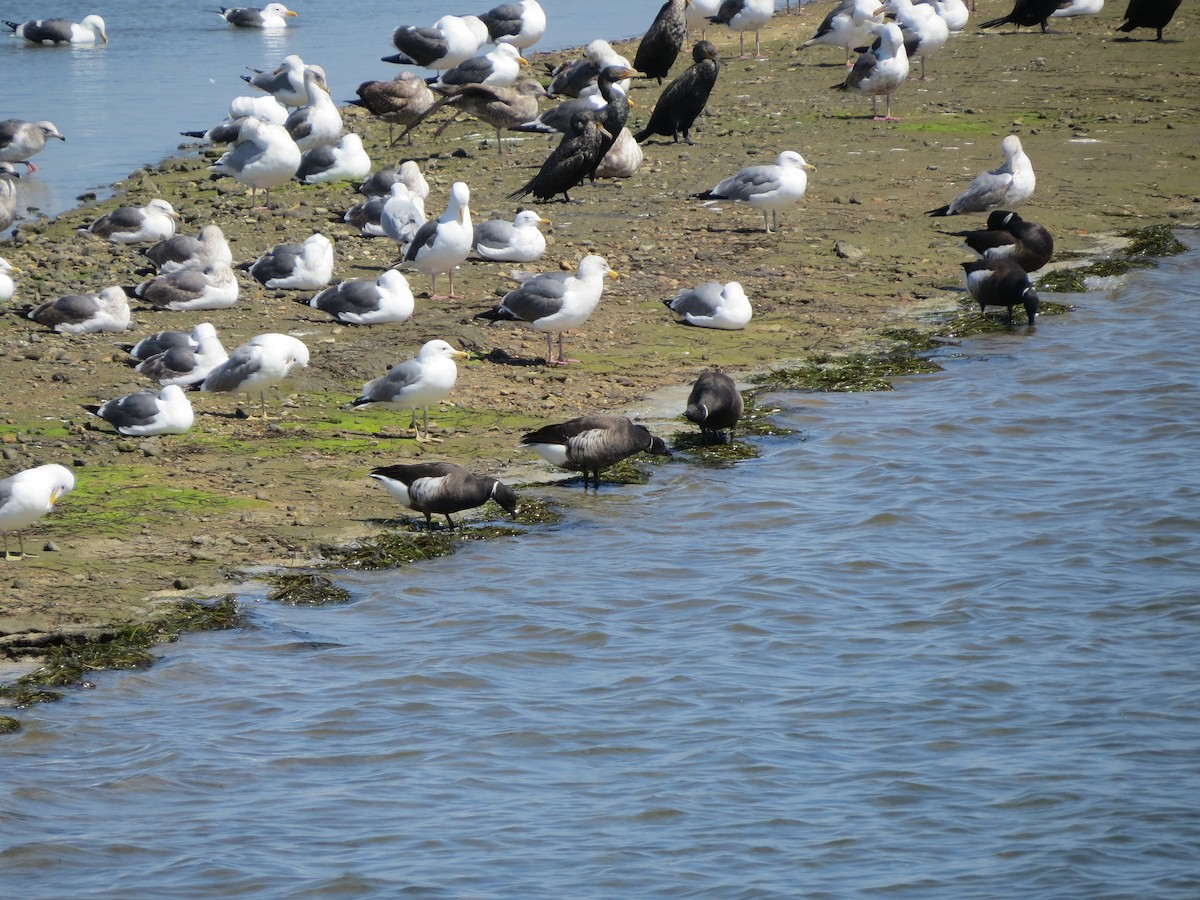 Казарка чорна (підвид nigricans) - ML51364951