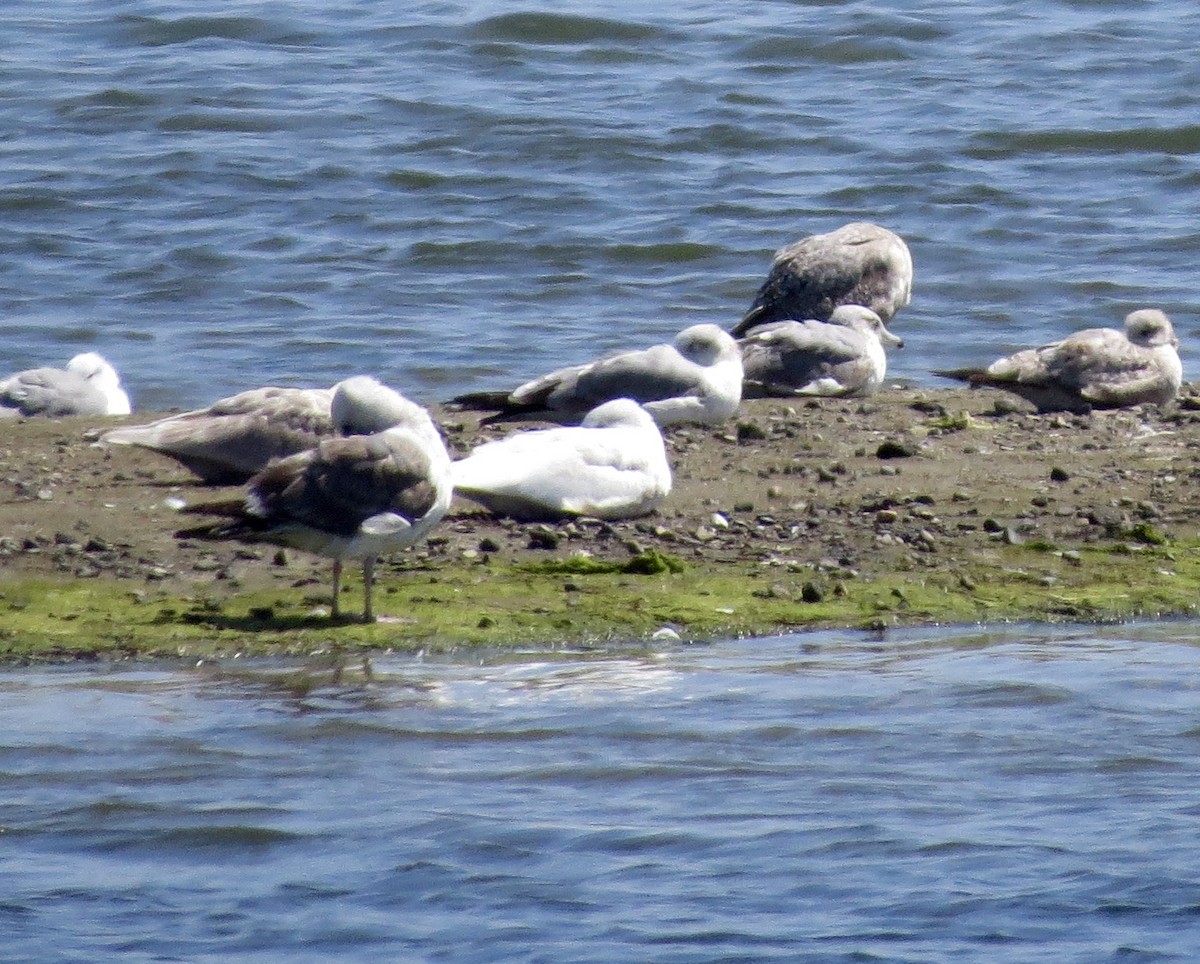 Glaucous Gull - ML51365231