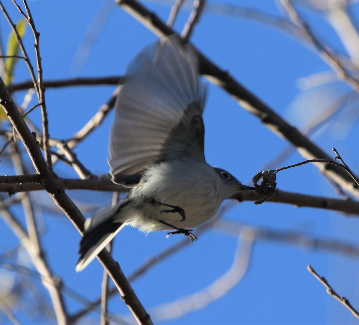 Blue-gray Gnatcatcher - ML513652431