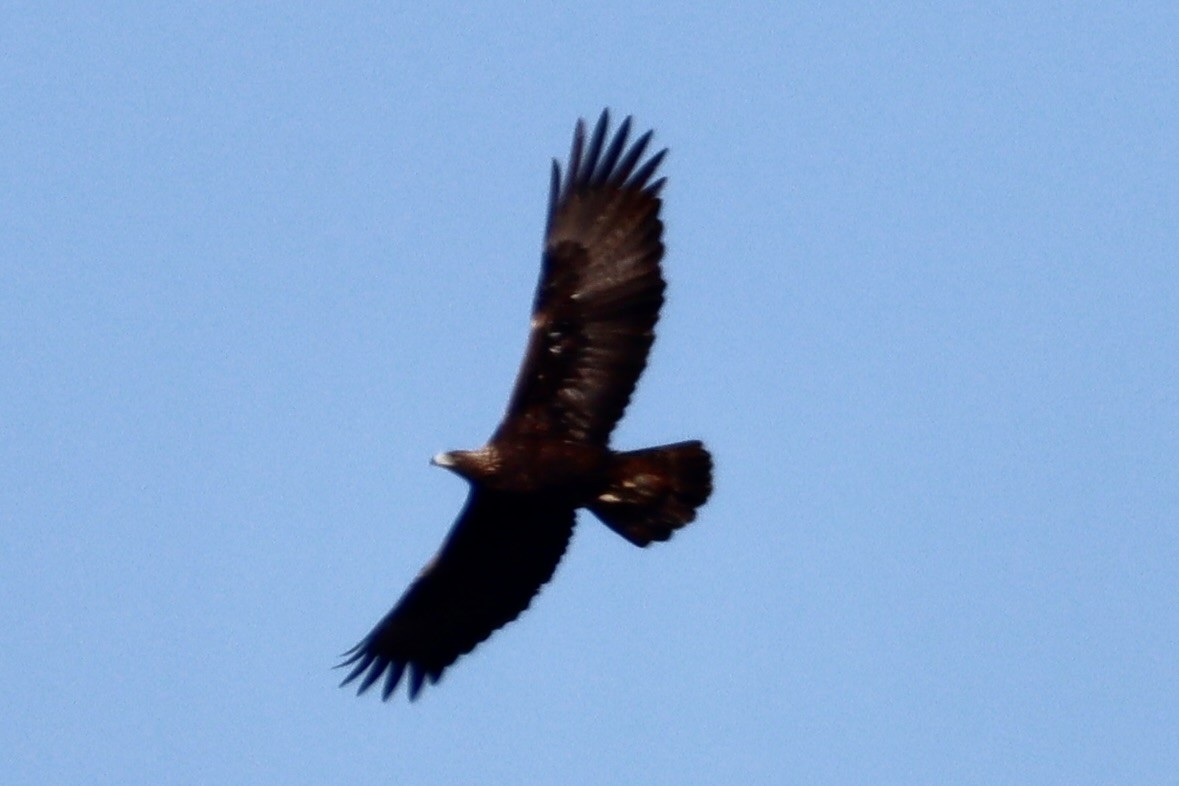 Golden Eagle - ML513653951