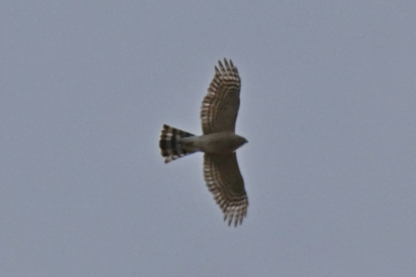 Sharp-shinned Hawk - ML513654261