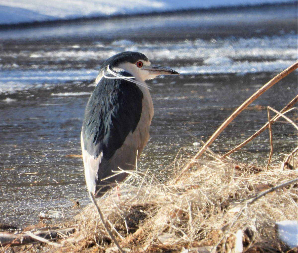 Black-crowned Night Heron - ML513655451