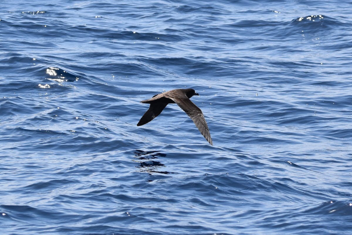 Flesh-footed Shearwater - ML513657581