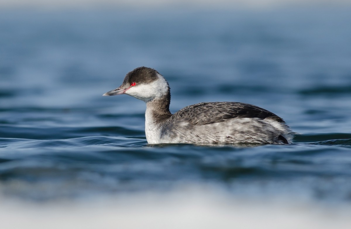 Horned Grebe - ML51365831